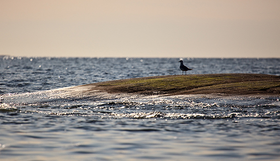 Seagull sitting on a rock in the sea.